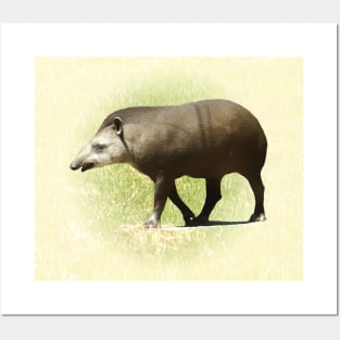 Tapir Posters and Art